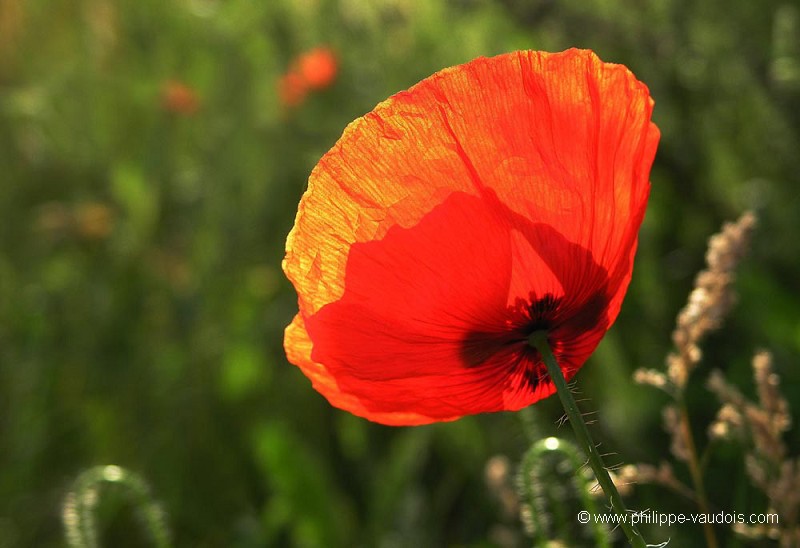 Coquelicot en contre-jour