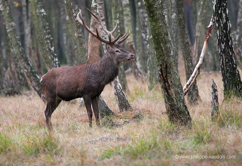 Cerf élaphe